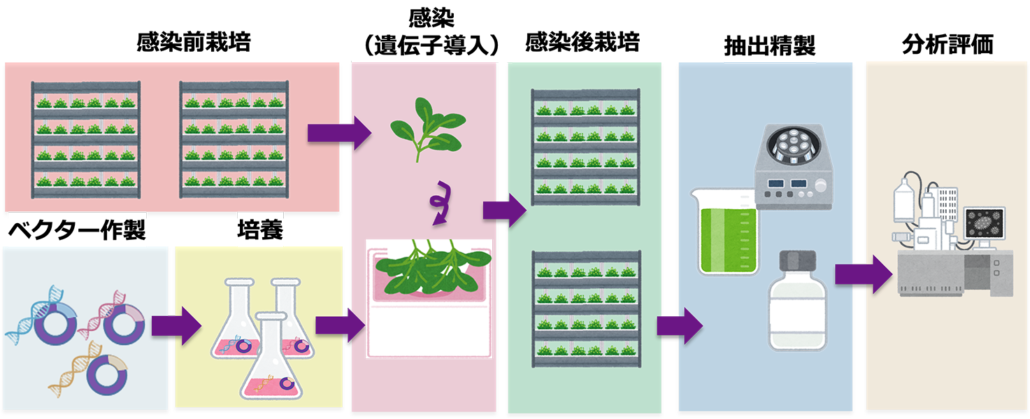 植物による物質生産システム