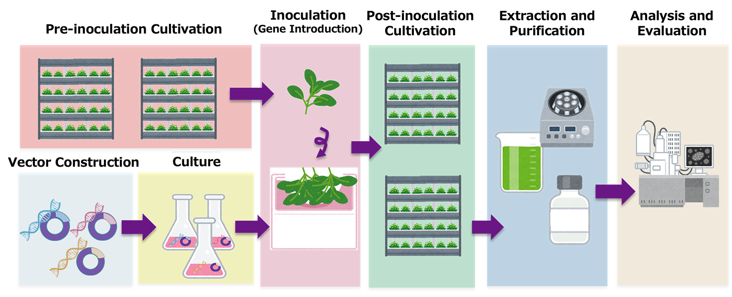 Plant-based Material Production System