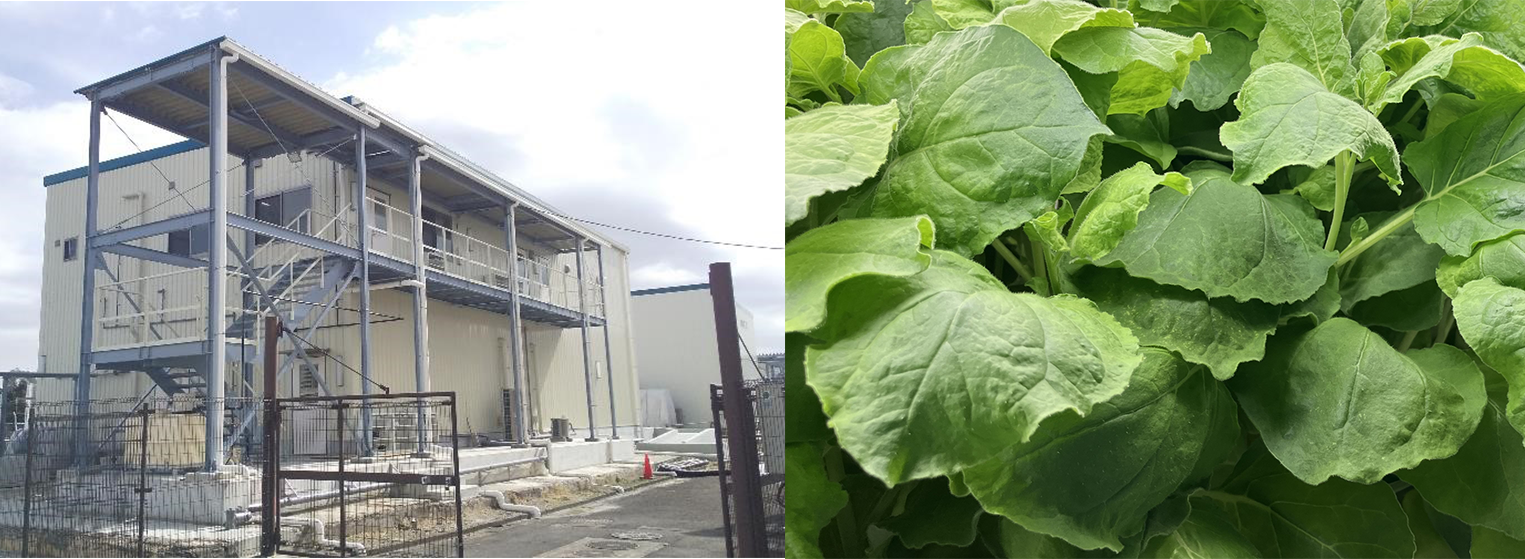 植物バイオ実証棟外観と栽培中の植物