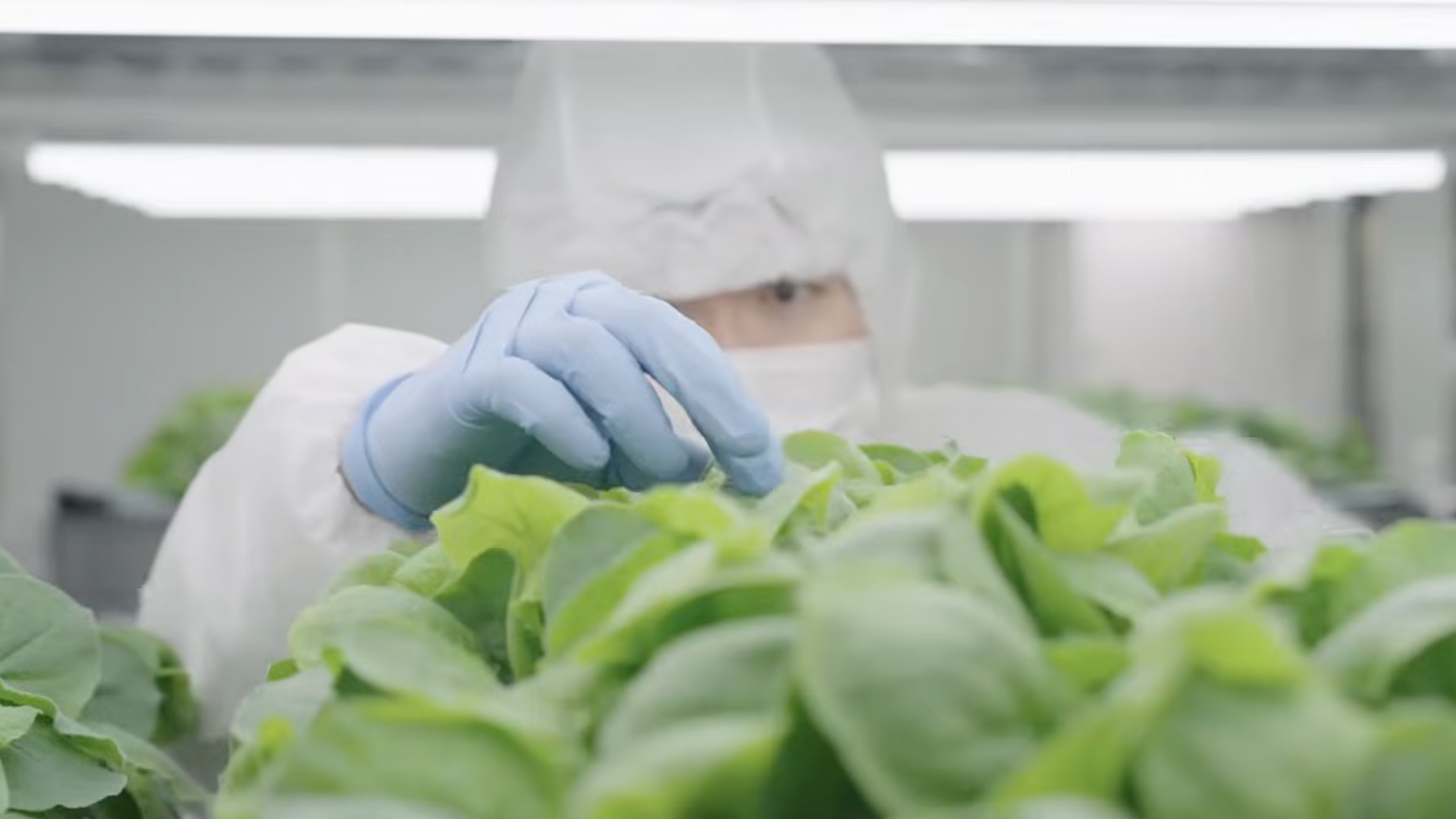 植物を用いた新しいバイオものづくり